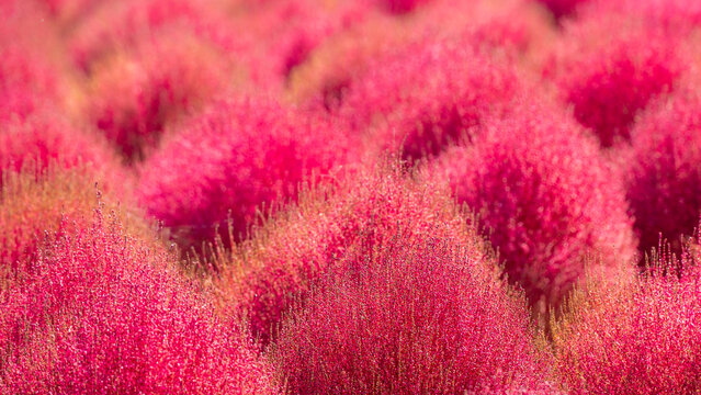 Colorful Field of Kochia Bushes in Autumn, Japan