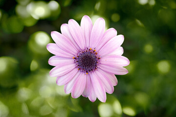 Obraz premium Purple Osteospermum Flower with Soft Green Bokeh Background