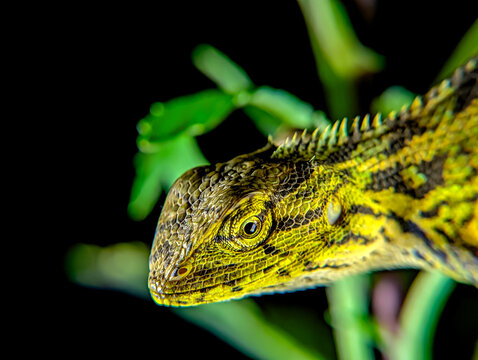 macro 