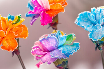 Kolorowe tęczowe goździki zbliżenie na białym tle