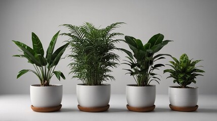 Obraz premium Four elegant indoor plants in minimalistic white pots, enhancing tranquility in a modern space.