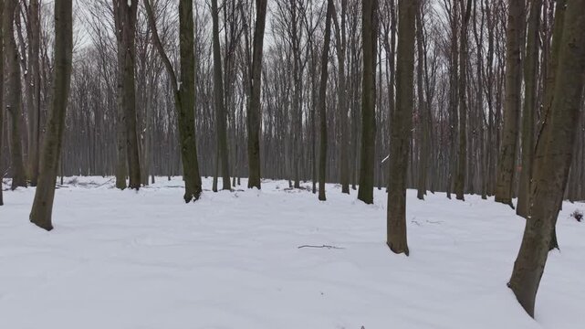 A winter forest landscape covered in fresh white snow with tall bare trees standing in rows. The scene conveys calm, cold weather and a natural woodland atmosphere during the winter season.