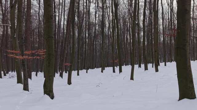 A quiet winter forest landscape covered in fresh white snow with tall bare trees standing in rows. The scene conveys calm, cold weather and a natural woodland atmosphere during the winter season.