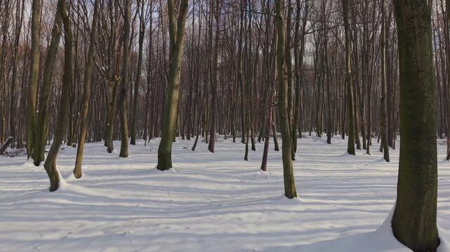 A peaceful winter forest landscape with tall leafless trees standing in fresh white snow. Soft sunlight creates long shadows, emphasizing the calm and natural atmosphere of the cold season.