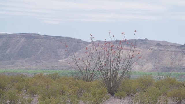 Ocotillo with Chisos Basin in background