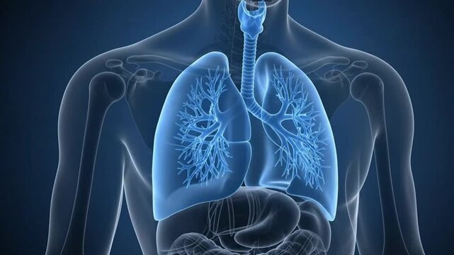 Human Lungs Anatomy Medical Animation