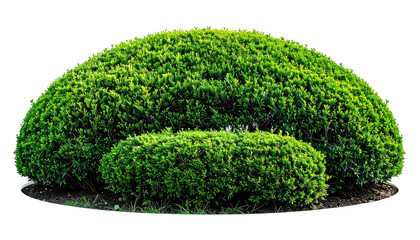 Rounded evergreen shrub, detailed green foliage on a dark background