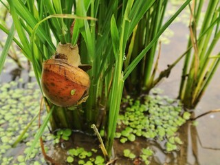 Golden snail (Pomacea canaliculata) on rice plant with pink egg mass. This invasive species is a common pest in agricultural wetlands and rice farming © Eka