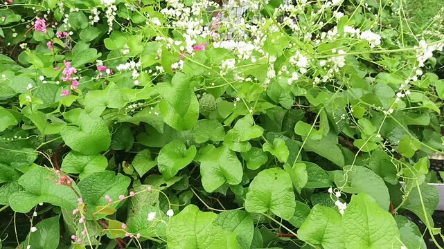 Vibrant Mexican Creeper flowers and lush green leaves swaying in a gentle breeze. Beautiful blooming Antigonon leptopus vines in a sunny garden, natural botanical background