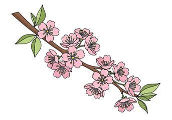 Cherry blossom branch isolated on transparent background