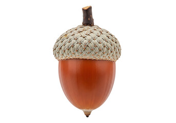 Single acorn isolated on transparent background