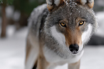 Obraz premium A magnificent wolf stands confidently in a snowy landscape, showcasing its wild beauty and captivating gaze, evoking a sense of majesty and wilderness.