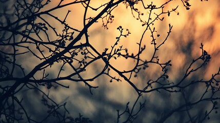 Silhouette of branches against a warm sunset sky abstract nature scene