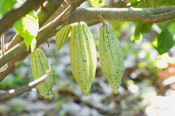 Ripe cacao pod growing on a tree trunk in a tropical garden, surrounded by green foliage and natural forest floor