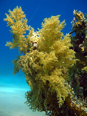Soft Coral (Litophyton arboreum)Taking in Red Sea, Egypt.