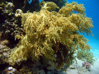 Soft Coral (Litophyton arboreum)Taking in Red Sea, Egypt.