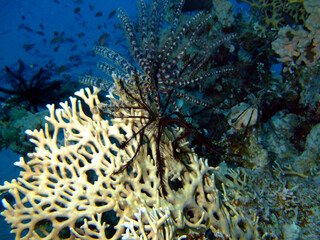 Net Fire Coral (Millepora dichotoma) Taking in Red Sea, Egypt.