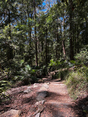 Beautiful dirt trail covered by trees on a sunny day.