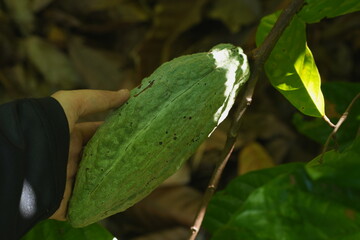 Obraz premium Ripe cacao pod growing on a tree trunk in a tropical garden, surrounded by green foliage and natural forest floor