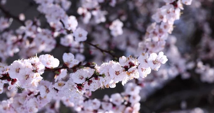 Delicate apricot tree blossoms swaying slowly