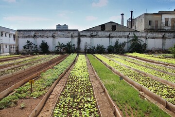 Havana city, Cuba. Urban agricultural fields in downtown Havana.