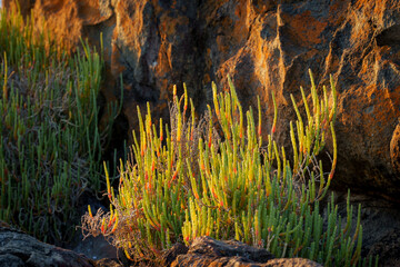 Vibrant Rock Glasswort (Salicornia littorea) thriving among rugged coastal rocks at Yzerfontein, West Coast, Western Cape, South Africa.
