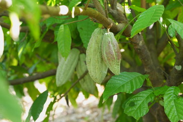 Ripe cacao pod growing on a tree trunk in a tropical garden, surrounded by green foliage and natural forest floor