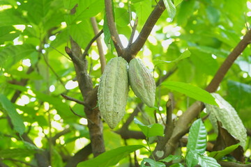 Ripe cacao pod growing on a tree trunk in a tropical garden, surrounded by green foliage and natural forest floor