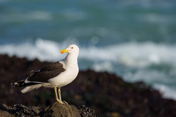 Fototapeta premium Kelp gull or Dominican gull (Larus dominicanus) perched on coastal rocks at Yzerfontein, West Coast, Western Cape, South Africa. Perfect for nature, birding, travel, and ocean-themed licensing.
