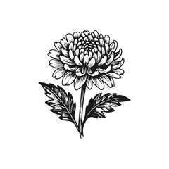 Chrysanthemum flower botanical drawing with leaves on stem