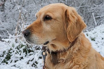Street portrait of Golden Retriver