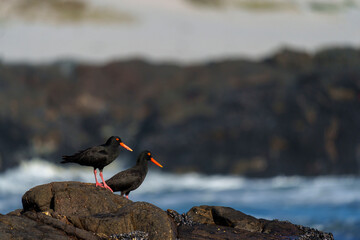 African oystercatcher (Haematopus moquini) perched on coastal rocks at Yzerfontein, West Coast, Western Cape, South Africa. Bird photo for nature, birding, travel, and ocean themes.