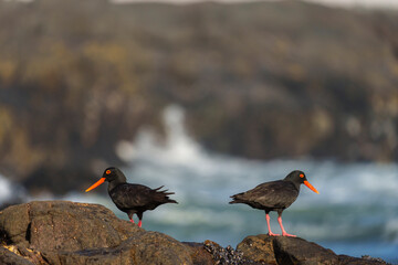 African oystercatcher (Haematopus moquini) perched on coastal rocks at Yzerfontein, West Coast, Western Cape, South Africa. Bird photo for nature, birding, travel, and ocean themes.
