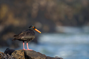 African oystercatcher (Haematopus moquini) perched on coastal rocks at Yzerfontein, West Coast, Western Cape, South Africa. Bird photo for nature, birding, travel, and ocean themes.