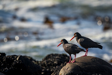 African oystercatcher (Haematopus moquini) perched on coastal rocks at Yzerfontein, West Coast, Western Cape, South Africa. Bird photo for nature, birding, travel, and ocean themes.