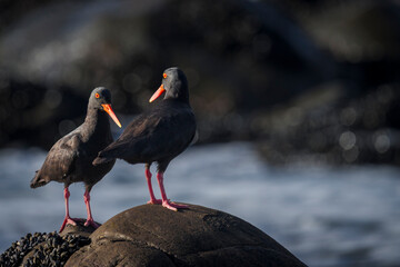 African oystercatcher (Haematopus moquini) perched on coastal rocks at Yzerfontein, West Coast, Western Cape, South Africa. Bird photo for nature, birding, travel, and ocean themes.