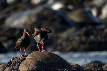 African oystercatcher (Haematopus moquini) perched on coastal rocks at Yzerfontein, West Coast, Western Cape, South Africa. Bird photo for nature, birding, travel, and ocean themes.