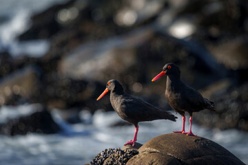 African oystercatcher (Haematopus moquini) perched on coastal rocks at Yzerfontein, West Coast, Western Cape, South Africa. Bird photo for nature, birding, travel, and ocean themes.