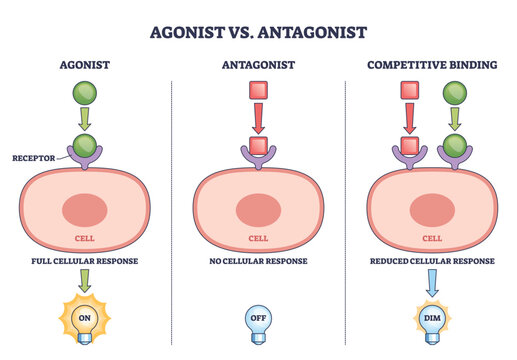 Agonist vs antagonist brief shows ligands binding receptors on a cell to turn responses on, off, or dim, key objects, receptor, ligand, cell. Outline diagram