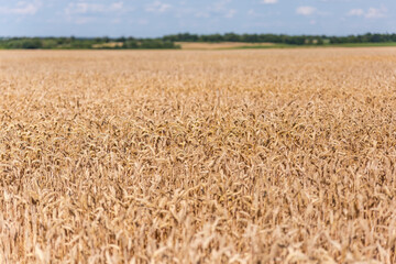 Naklejka premium Field of ripe wheat in sunny day in selective focus