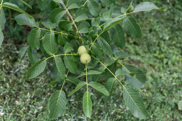 Branch of walnut tree with unripe fruits in overcast day