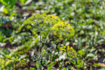 Dill stem with umbrella inflorescences on field on blurred background