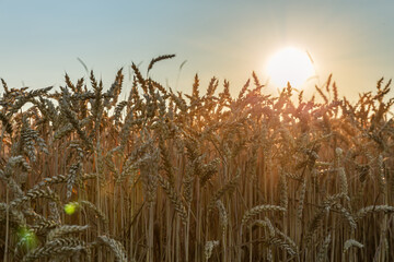 Ripe wheat on a field edge against the setting sun