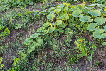 Creeping pumpkin stems on field in sunny morning