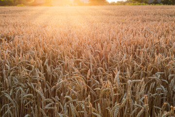 Fototapeta premium Field of the ripe wheat at sunset backlit
