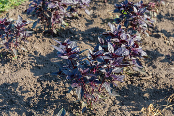 Young plants of purple basil on field in sunny morning