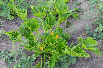 Bush of blooming zucchini on a field in overcast morning