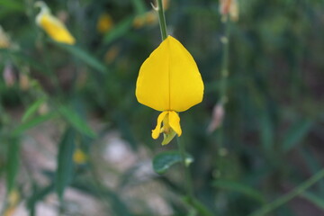 flower of Crotalaria juncea, known as brown hemp, Indian hemp, Madras hemp, or Sunn hemp