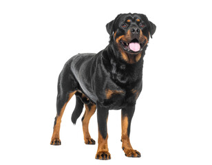 Obraz premium Fresh glossy-coated rottweiler dog standing with friendly expression and wagging tail