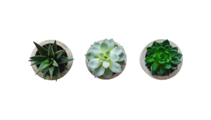 Variety of Succulents in Stylish Pots on Transparent Background for Home Decor and Interior Design